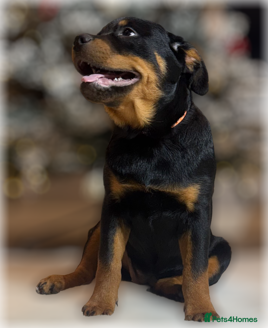 Rottweiler dogs for sale: ROTTWEILER PUPPIES. KC REGISTERED. FREE INSURANCE. - Advert 29