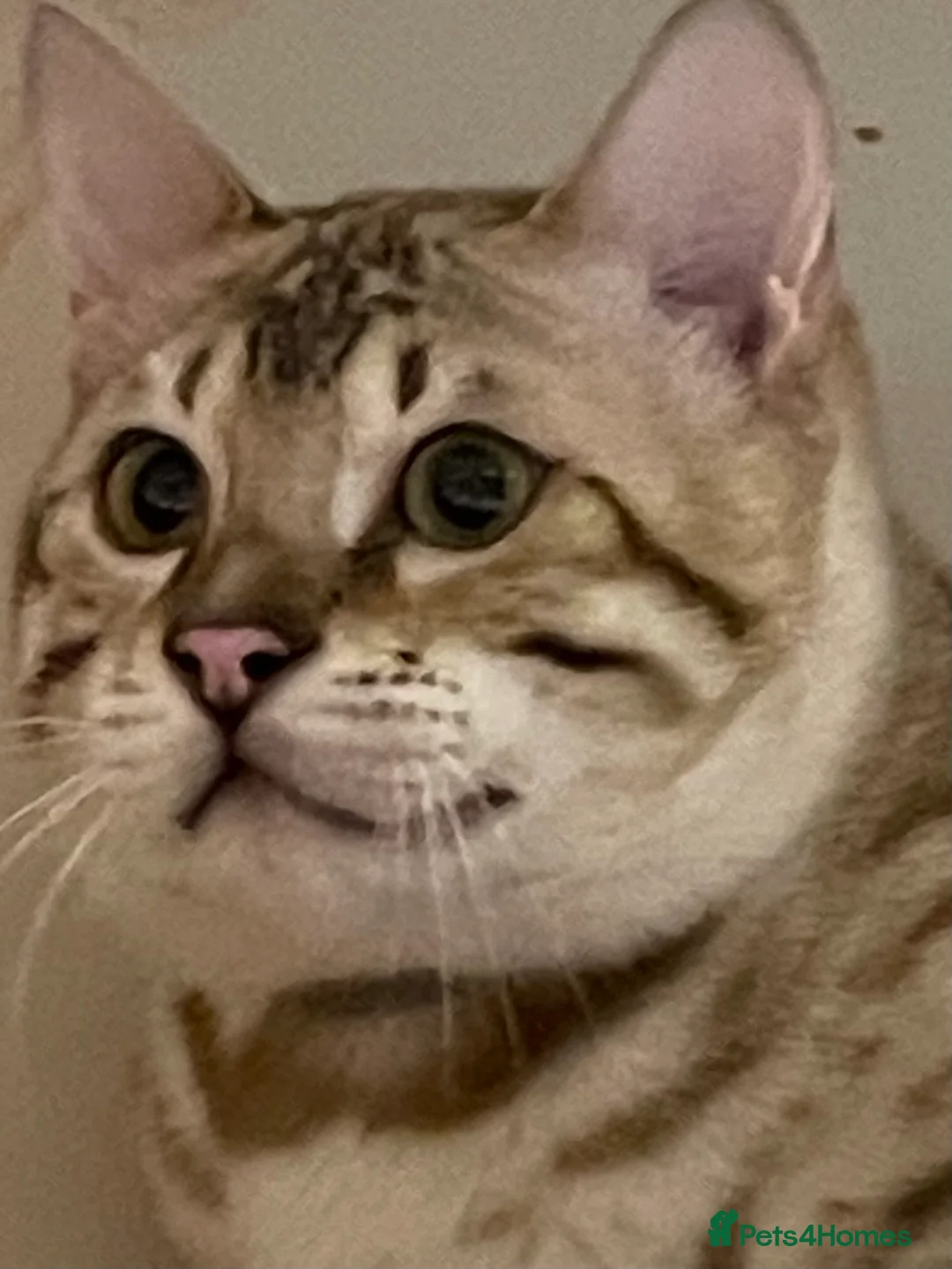 Bengal cats for sale: Outstanding pedigree Bengals - Advert 9