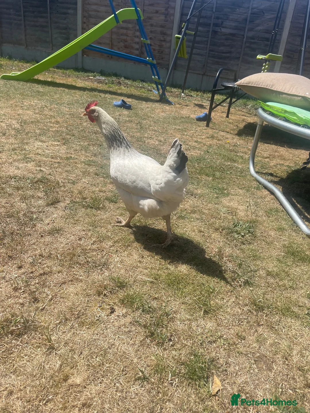 Chickens poultry for sale: 3 Laying chickens  in Peterborough - Advert 6