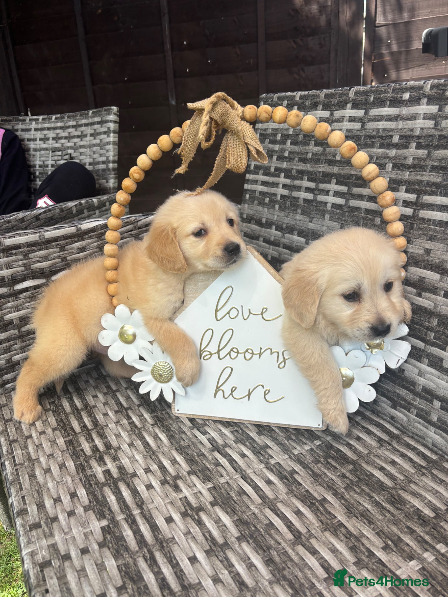 Golden Retriever dogs Golden retriever puppy’s 1boy 1 girl available  - Advert 8
