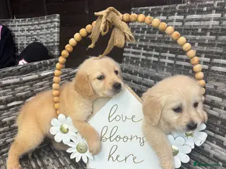 Golden Retriever dogs Golden retriever puppy’s 1boy 1 girl available - Advert 8