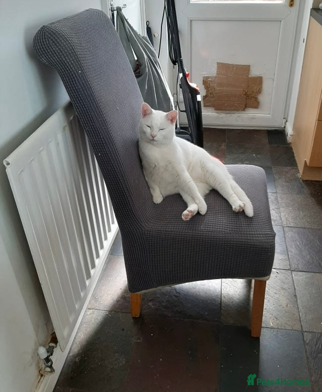 Mixed Breed cats for adoption: Urgent: 6 yr old Button needs new home ASAP - Advert 4