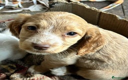 Cocker Spaniel dogs for sale: Beautiful cocker spaniel puppies  - Image 10