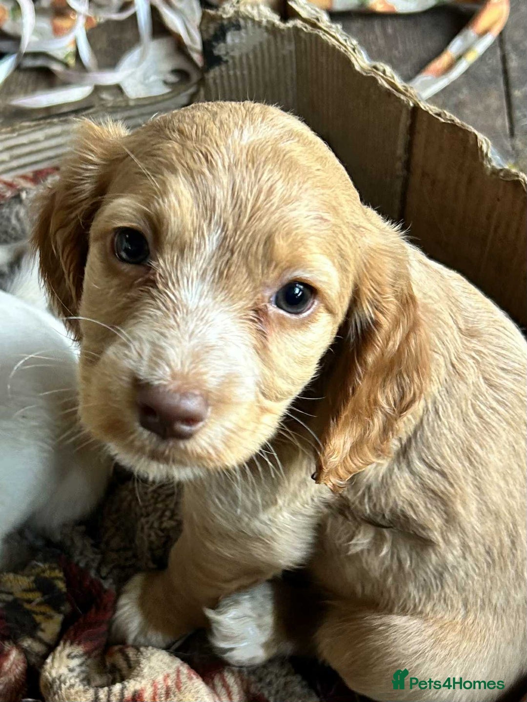 Cocker Spaniel dogs for sale: Beautiful cocker spaniel puppies  - Image 10