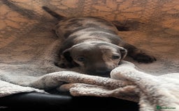 Miniature Dachshund dogs for sale: Miniature dachshund  - Image 19