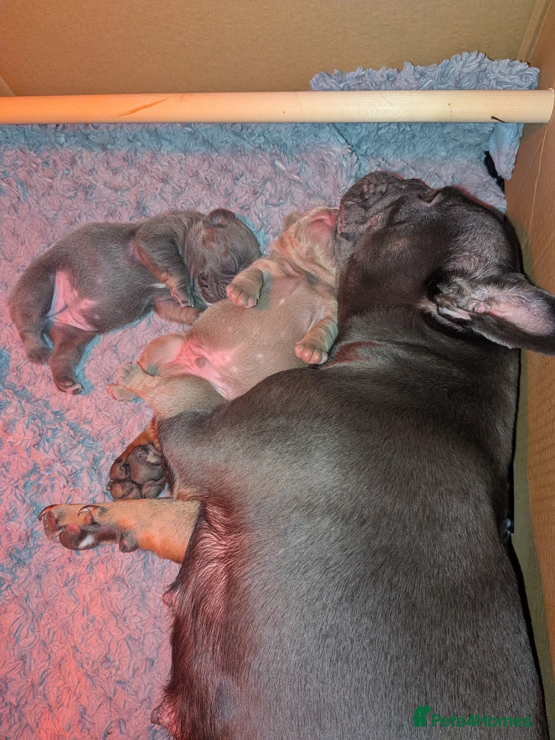 French Bulldog dogs for sale: Frenchbull dog puppy’s  in Tayport - Advert 1