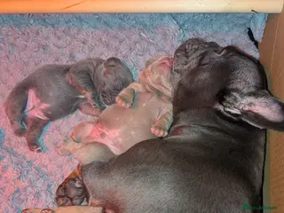 French Bulldog dogs Frenchbull dog puppy’s in Tayport - Advert 8