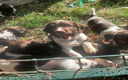 English Springer Spaniel dogs for sale: Stunning springer spaniel puppies for sale  - Image 10