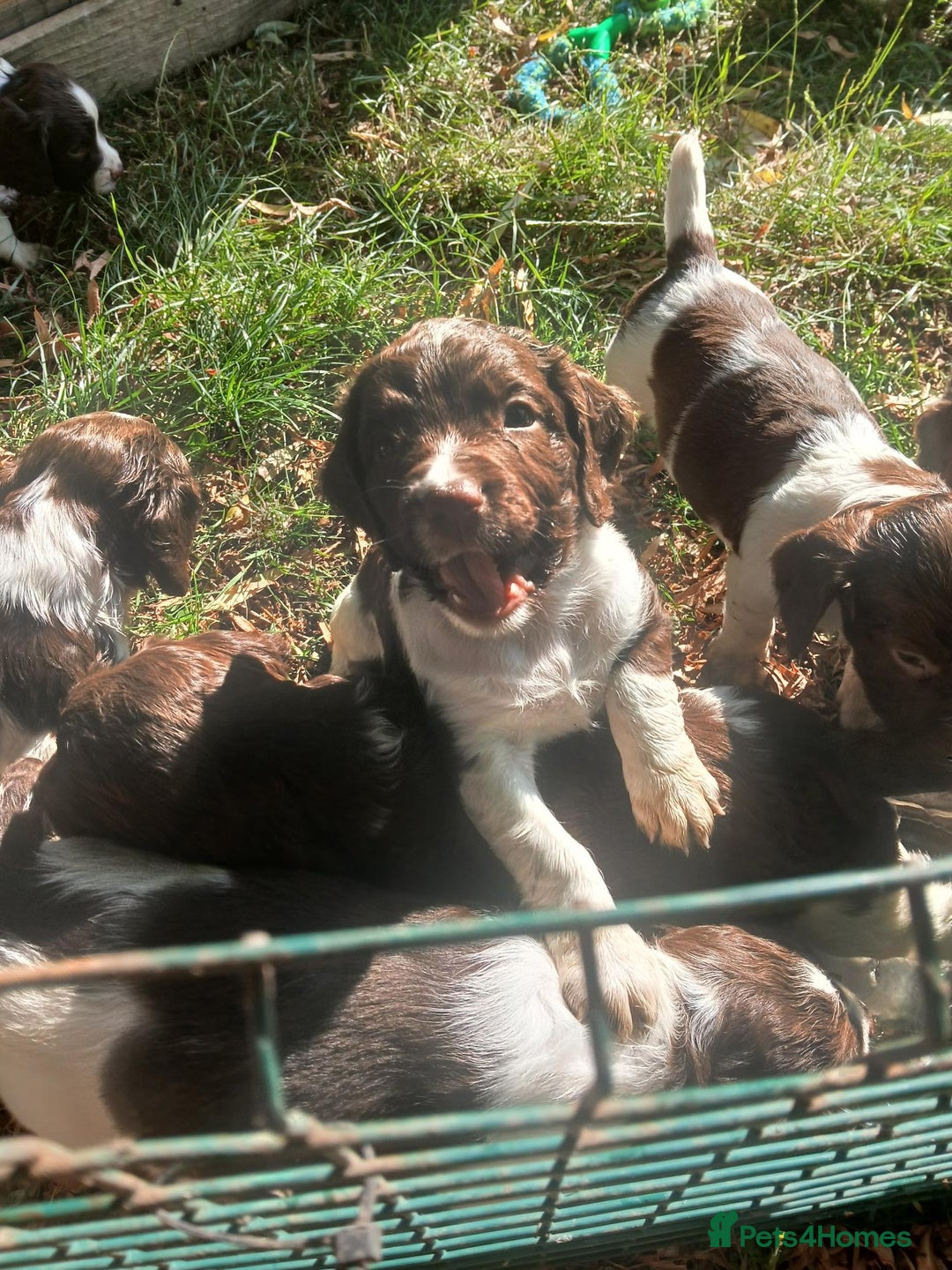English Springer Spaniel dogs for sale: Stunning springer spaniel puppies for sale  - Image 10