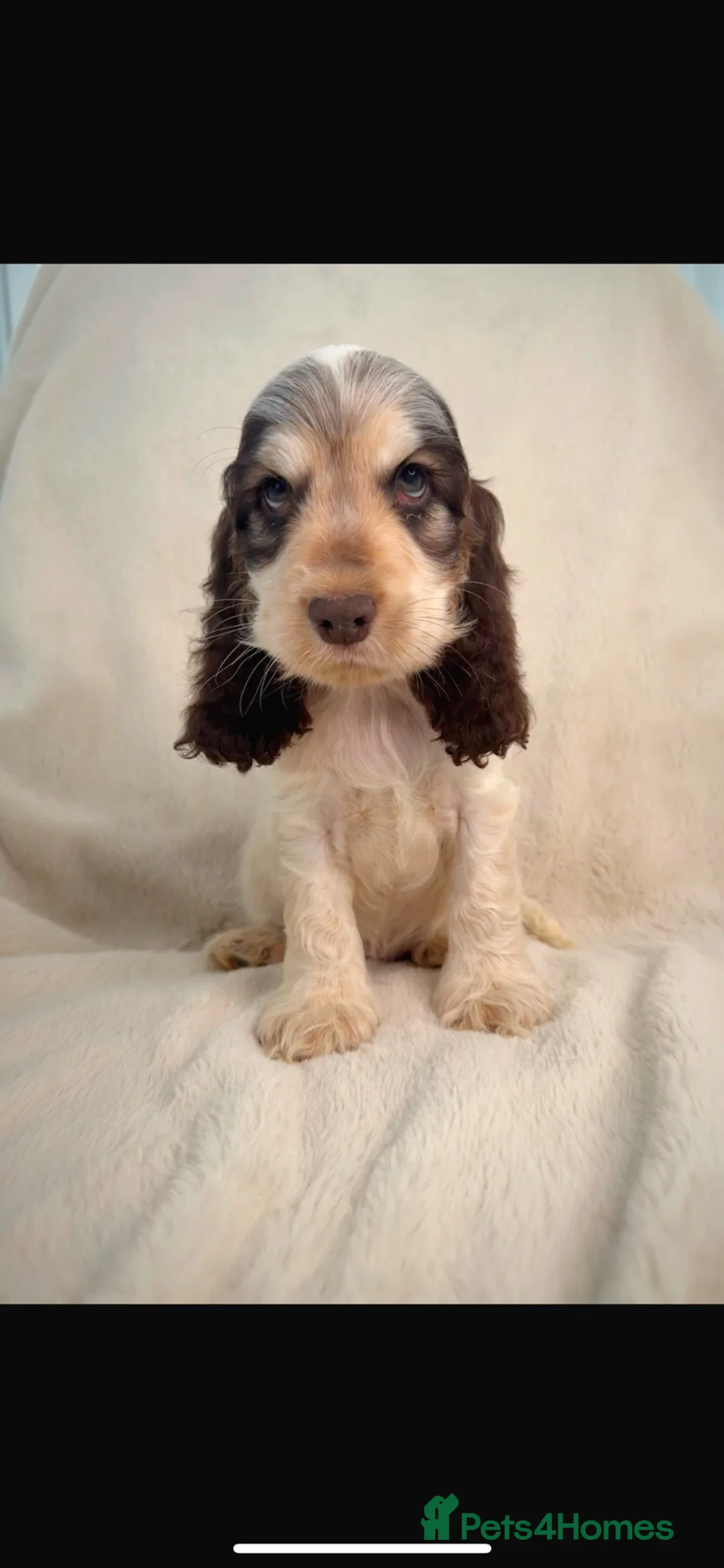 Cocker Spaniel dogs for sale: READY NOW KC SHOW COCKER SPANIELS  - Advert 9