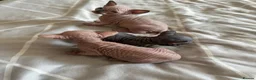 Sphynx cats for stud: 🐾 CHOCOLATE POINT BAMBINO STUD AVAILABLE 🐾 - Advert 10