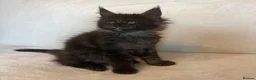 Maine Coon cats for sale: READY NOW 🐾 STUNNING GCCF MAINE COON KITTENS 🐾 - Advert 14
