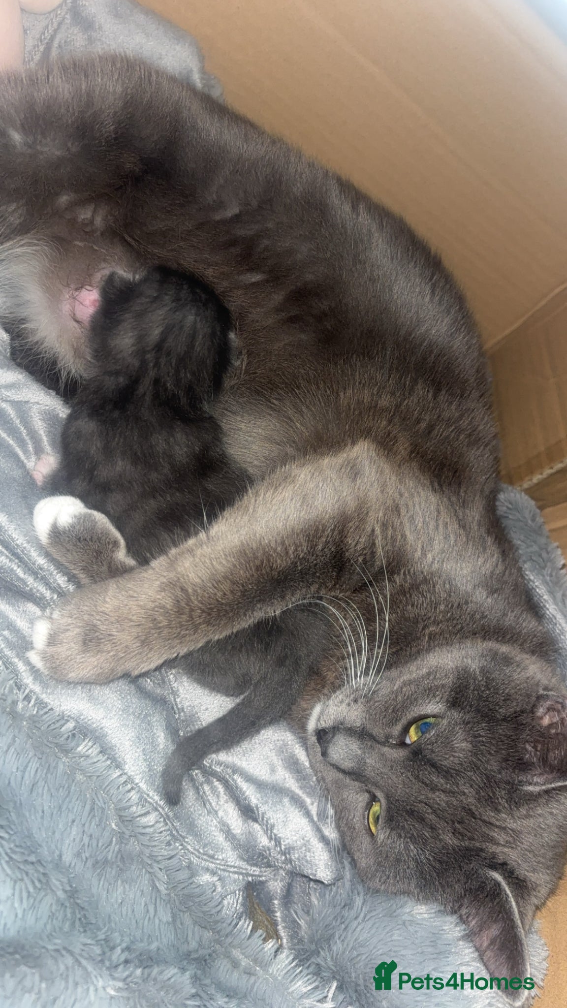 Mixed Breed cats Little blue boy  - Advert 1