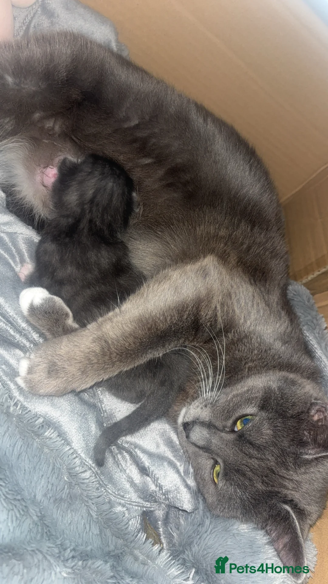 Mixed Breed cats for sale: Little blue boy  - Advert 1
