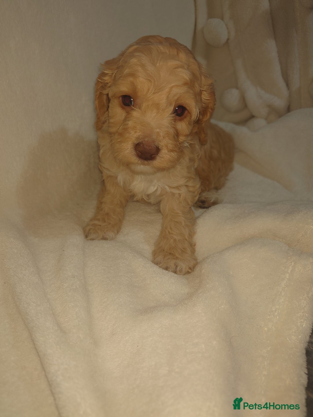 Cockapoo dogs for sale: Stunning cockerpoo pups - Image 6