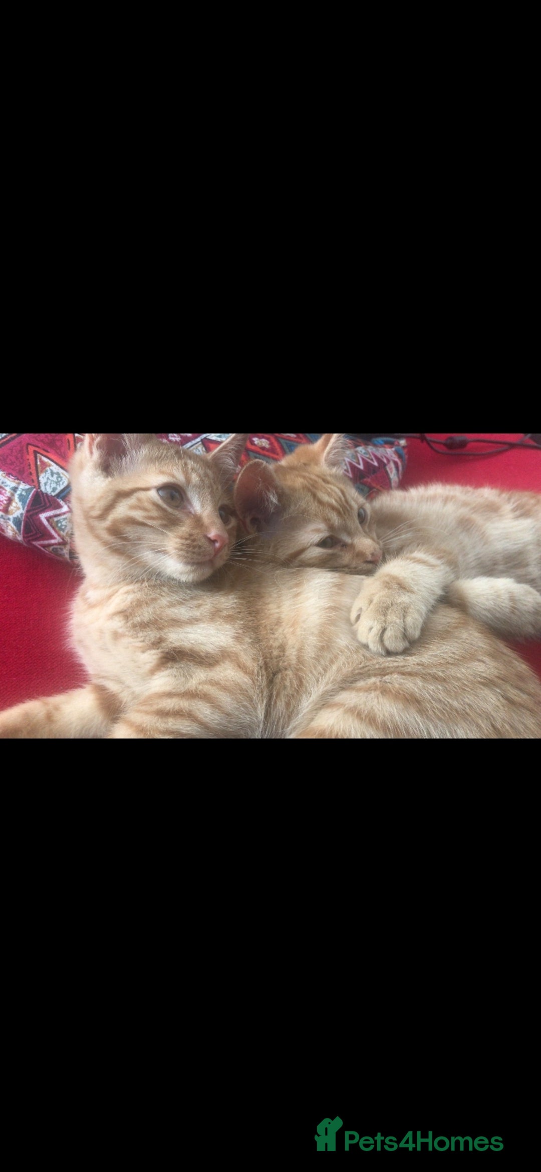 British Shorthair cats for sale: 1 ginger british short haired kitten(boy) - Image 12