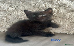 Domestic Shorthair cats for sale: 4 beautiful kittens looking for forever homes  - Image 3