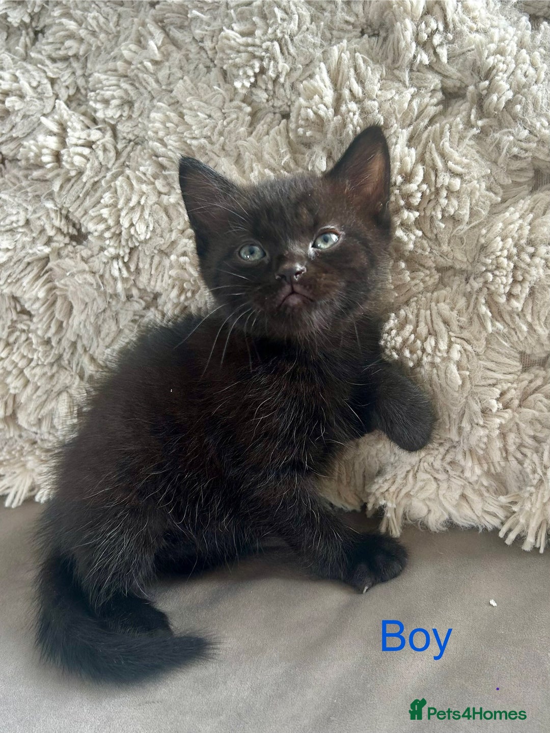 Domestic Shorthair cats for sale: 4 beautiful kittens looking for forever homes  - Image 3