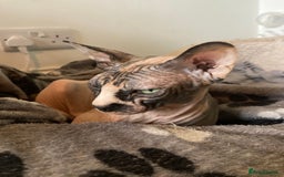 Sphynx cats for sale: Petal ( tortie girl) pinkie ( white boy) Sphynx  - Image 7