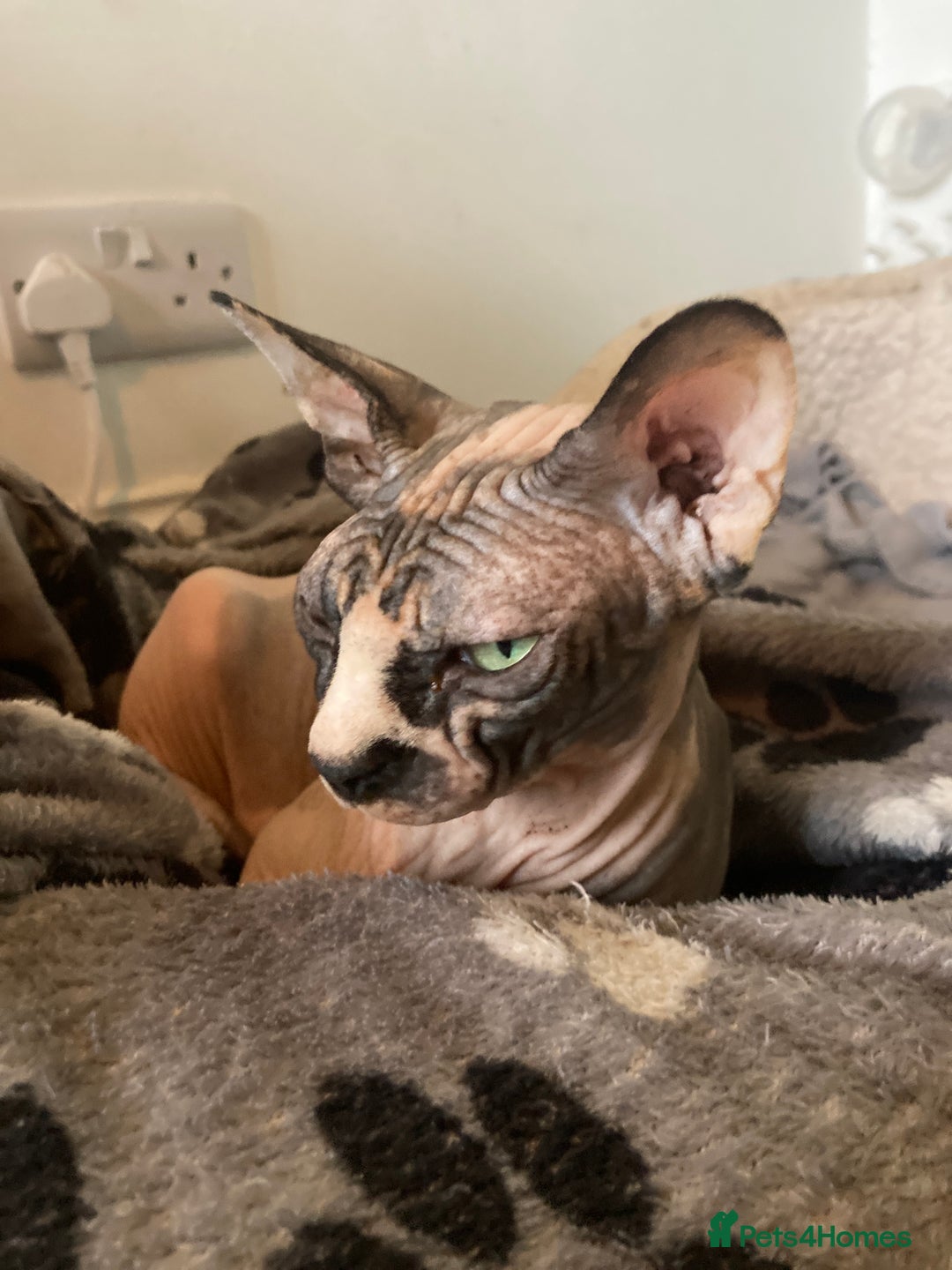 Sphynx cats for sale: Petal ( tortie girl) pinkie ( white boy) Sphynx  - Image 7
