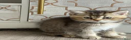 British Shorthair cats for sale: Only 3 gorgeaus e kitty are left  - Advert 4