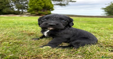 Cocker Spaniel dogs - Advert 2