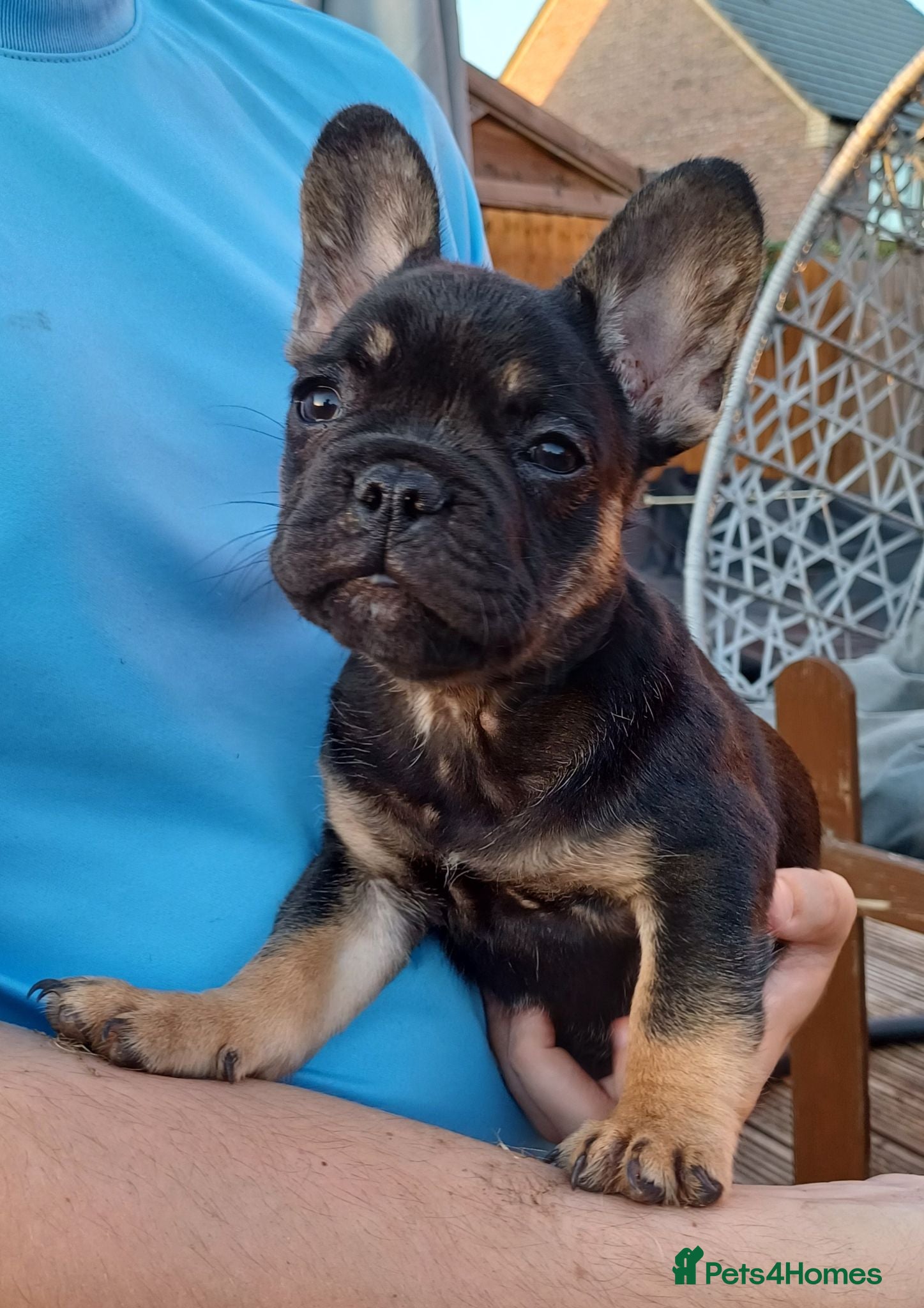 French Bulldog dogs Reduced! Ready now! loveable characters!  - Advert 18