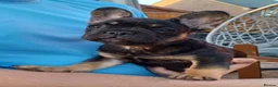 French Bulldog dogs for sale: Ready now, quality French Bulldog Puppies  - Advert 29
