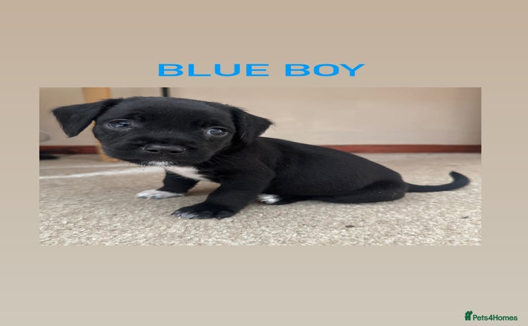 Mixed Breed dogs - Advert 3
