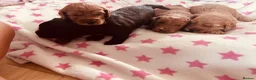 Cockapoo dogs for sale: Beautiful miniature F2 cockapoos - Advert 21
