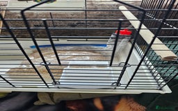 Budgerigars birds for sale: Medium bird cage - Image 2