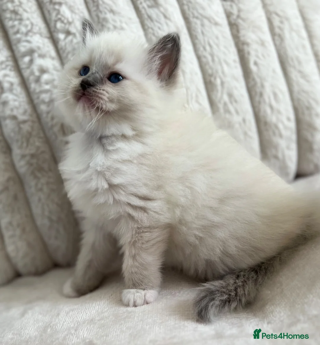 Ragdoll cats for sale: TICA REGISTERED RAGDOLL KITTENS - Advert 25