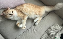 Domestic Shorthair cats for sale: Cream and white longhair cat  - Image 7
