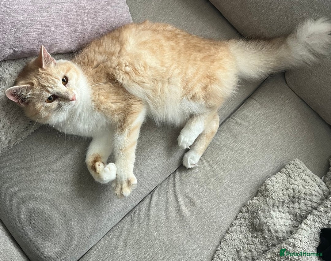 Domestic Shorthair cats for sale: Cream and white longhair cat  - Image 7
