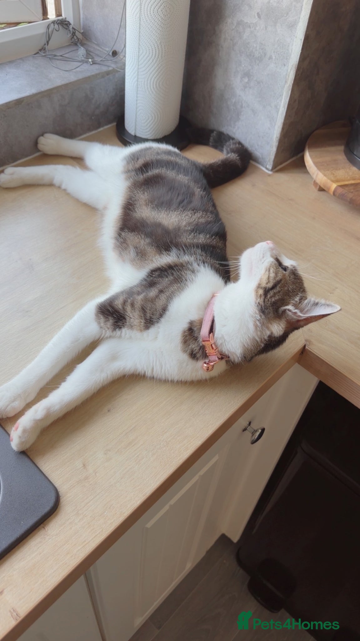 Mixed Breed cats for sale: One female kitten left  - Advert 5