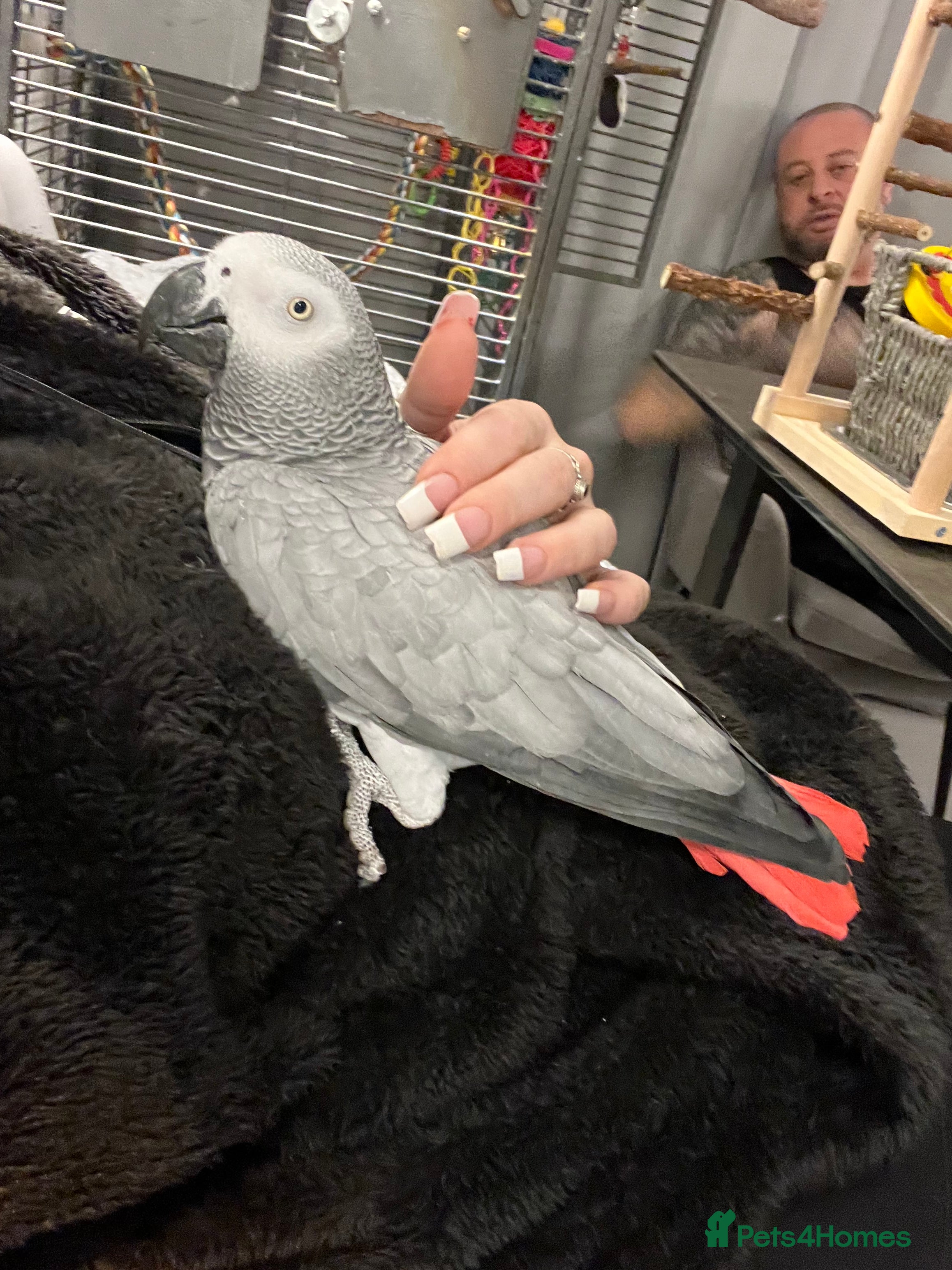 Parrots birds Extremely sad sale of our much loved Coco in Potters Bar - Advert 2