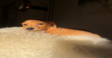 Miniature Dachshund dogs - Advert 11
