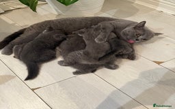 British Longhair cats for sale: Beautiful blues - Image 29