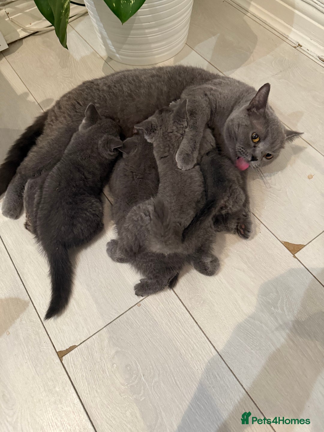 British Longhair cats for sale: Beautiful blues - Image 29