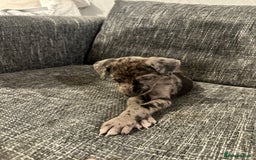 Mixed Breed dogs for sale: Bull X Lurchers - Working Lines - Image 12