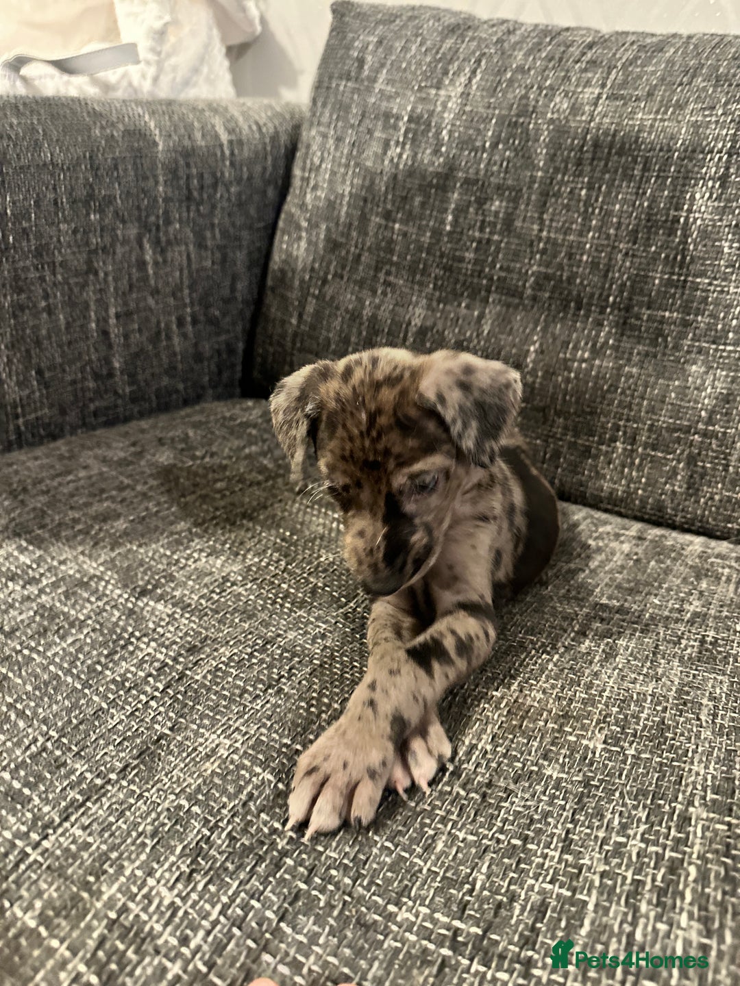 Mixed Breed dogs for sale: Bull X Lurchers - Working Lines - Image 12