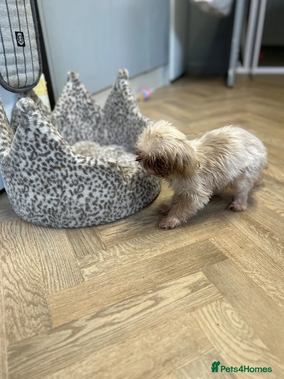 Shih Tzu dogs for sale: Tiny Ted in Liverpool - Advert 3