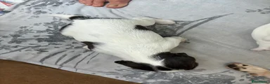 English Springer Spaniel 9