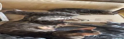 Bengal cats for sale: 😻MagicalBengal’s ready naw ! 🐆 - Advert 1