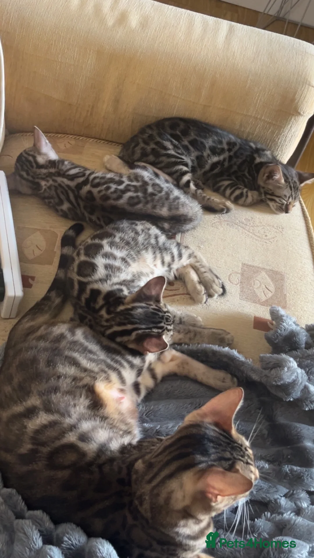 Bengal cats for sale: 😻MagicalBengal’s ready naw ! 🐆 - Advert 1