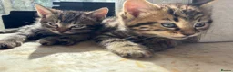 Mixed Breed cats for sale: Kittens in Cullompton - Advert 2