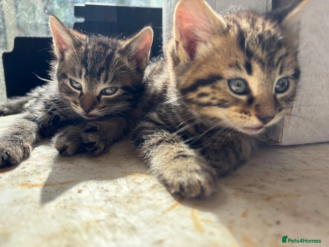 Mixed Breed cats for sale: Kittens in Cullompton - Advert 2