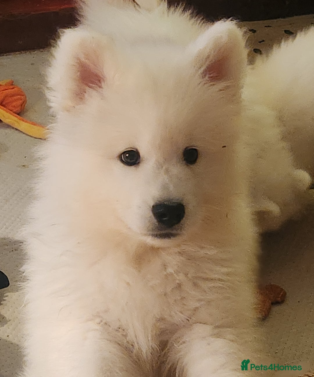 Samoyed dogs for sale: Female Chunky Pedigree Samoyeds Avaliable  - Advert 5