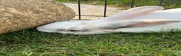 Mixed Breed rabbits for sale: Cute male baby bunny for sale (19 weeks) in Southampton - Advert 4