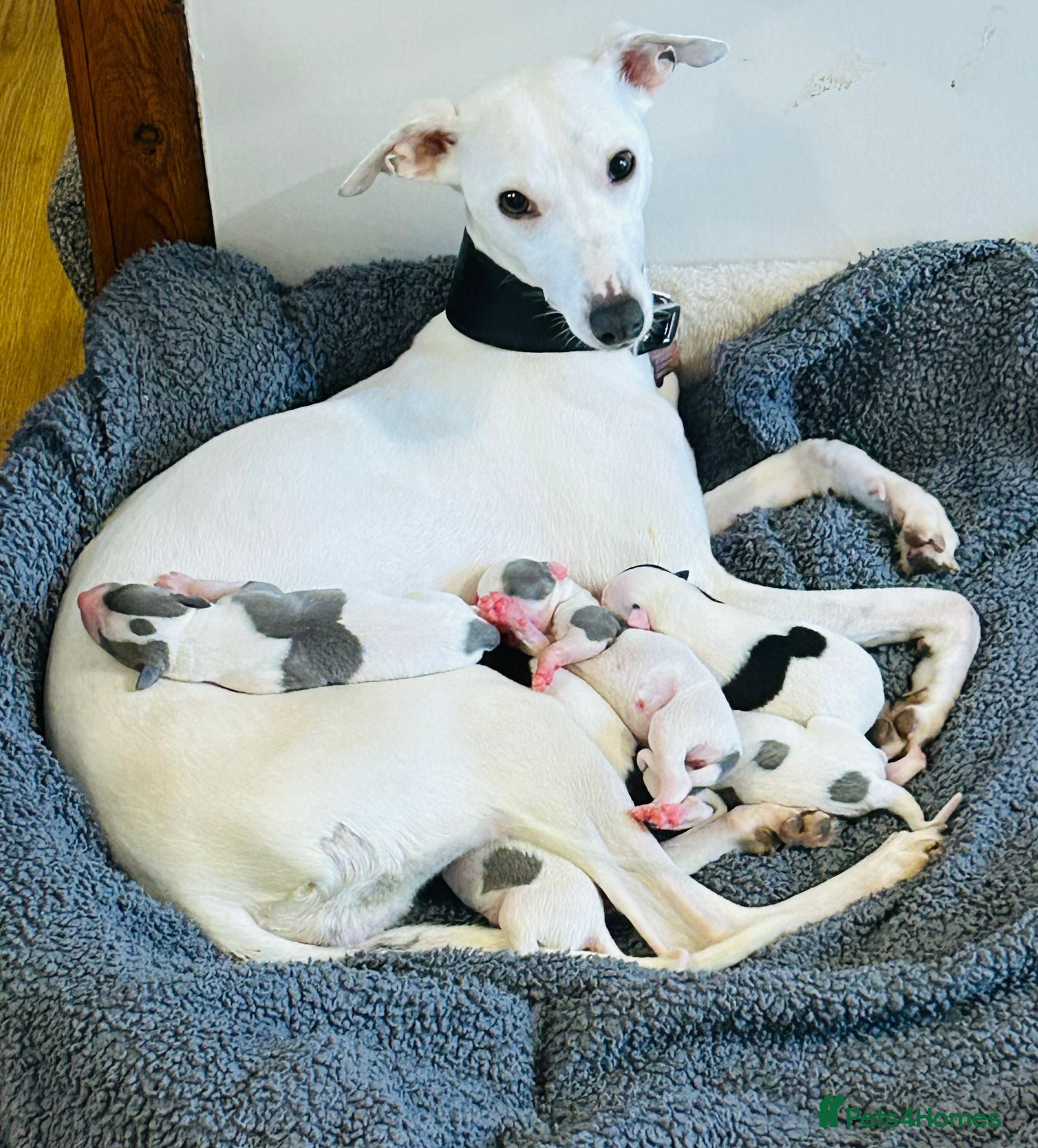 Whippet dogs Whippet puppies for sale - Advert 5